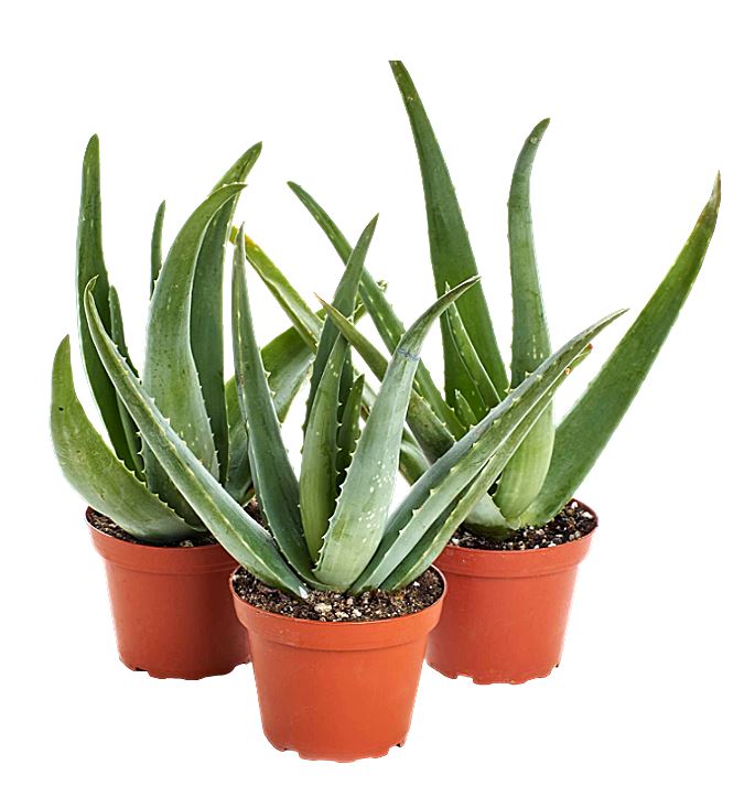 aloe vera